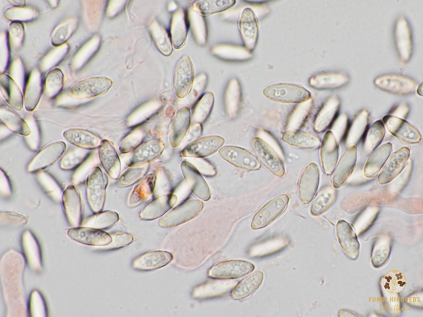 Imagen de portada 1398