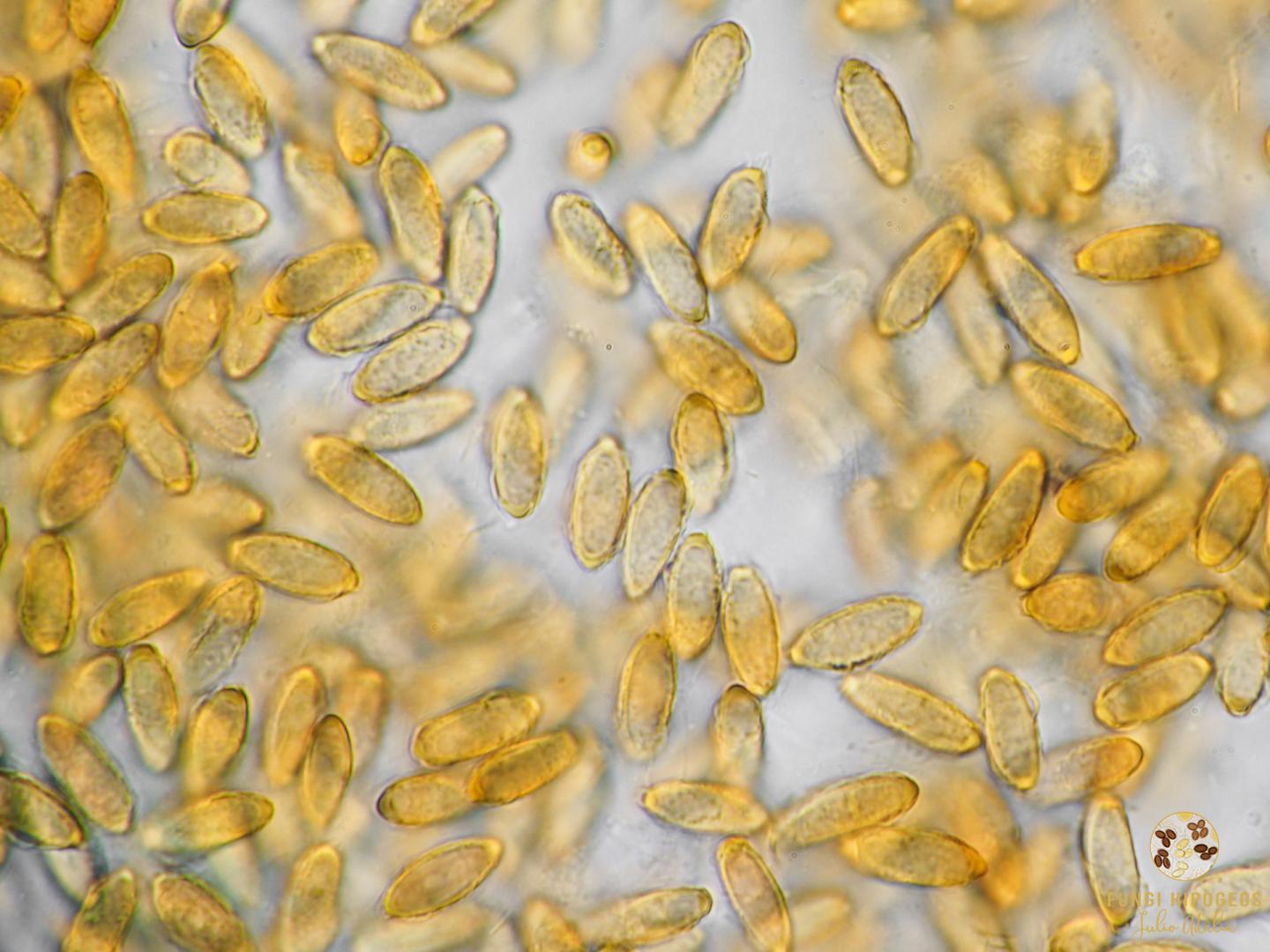 Imagen de portada 1399