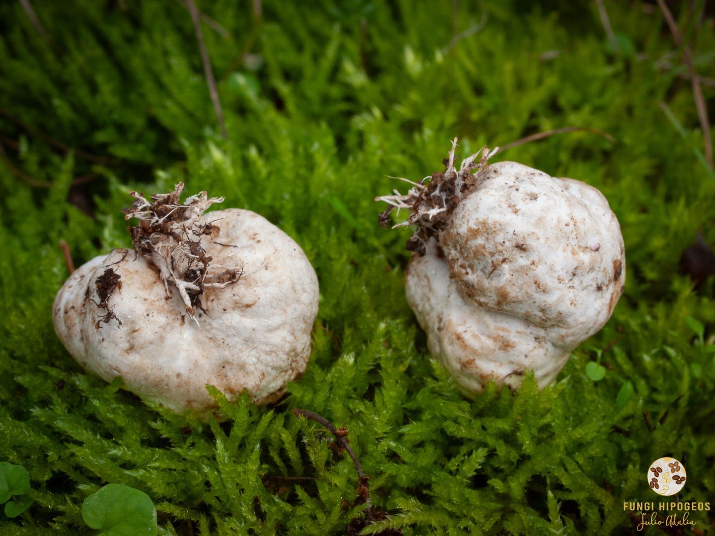 Imagen de portada 1410