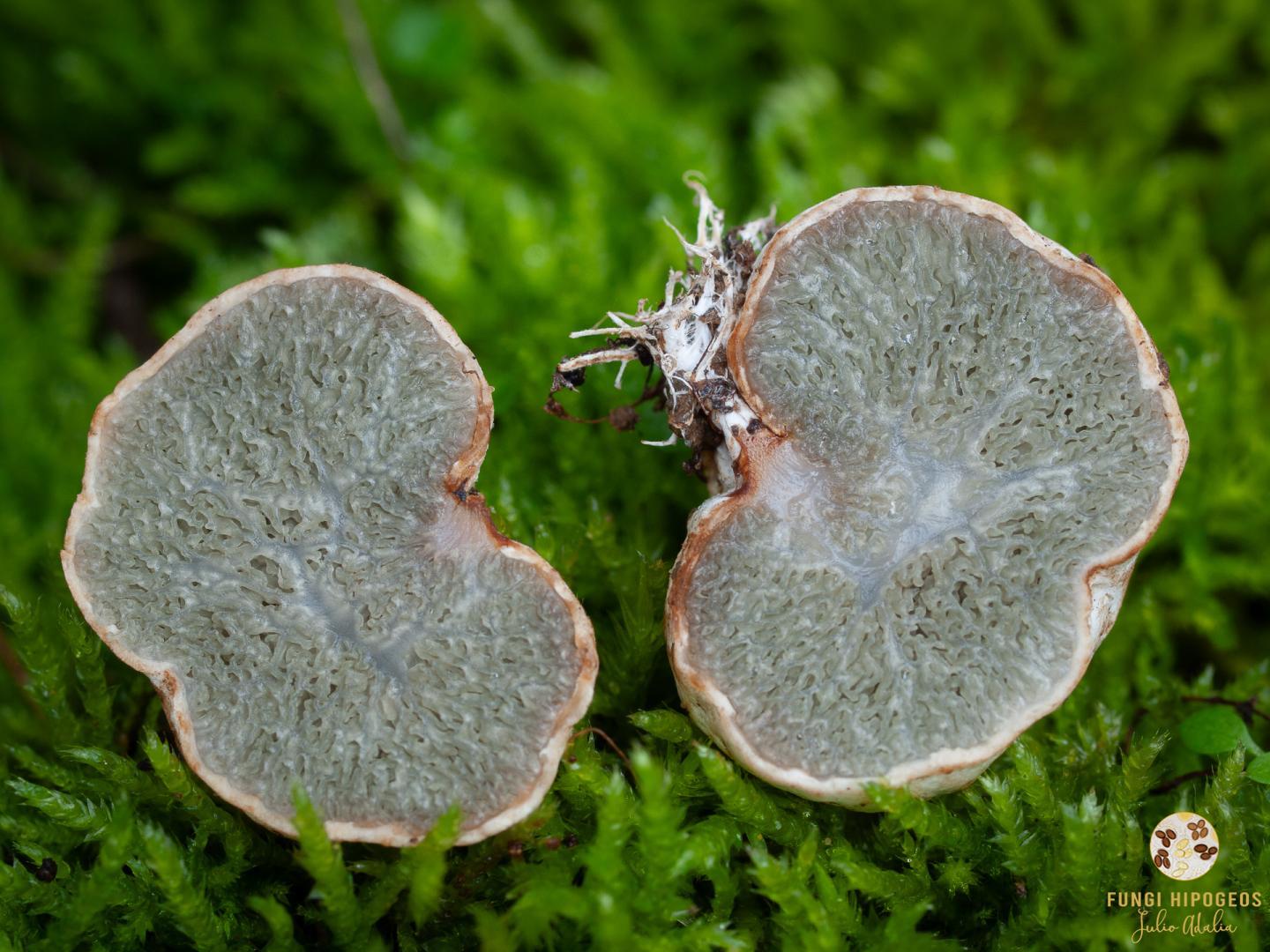 Imagen de portada 1411