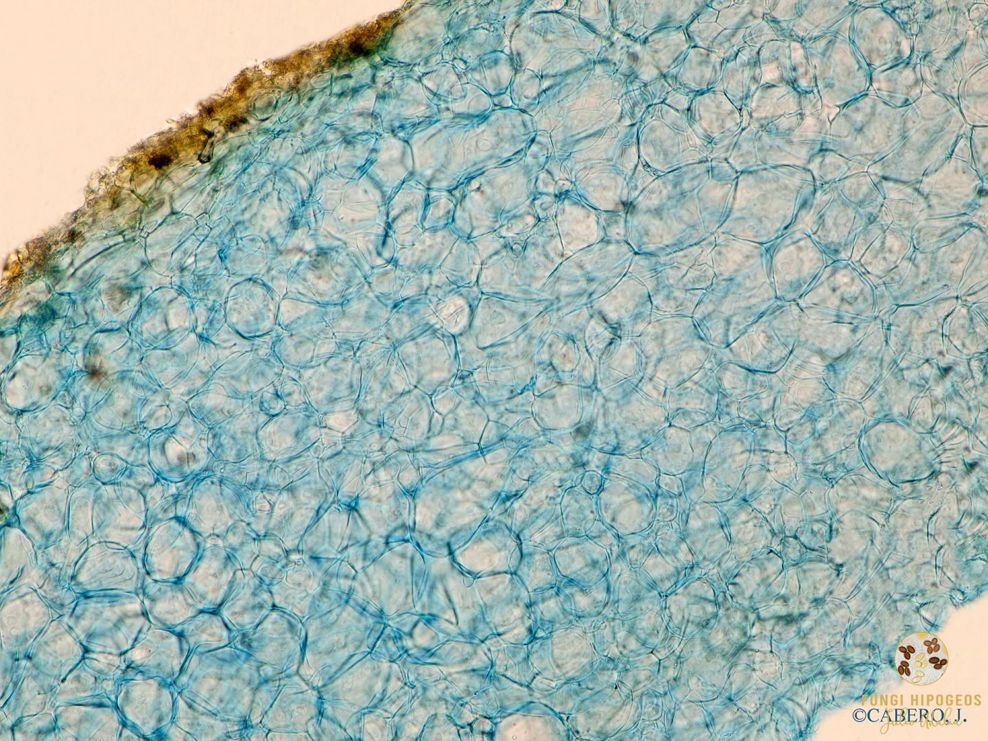 Imagen de portada 1413