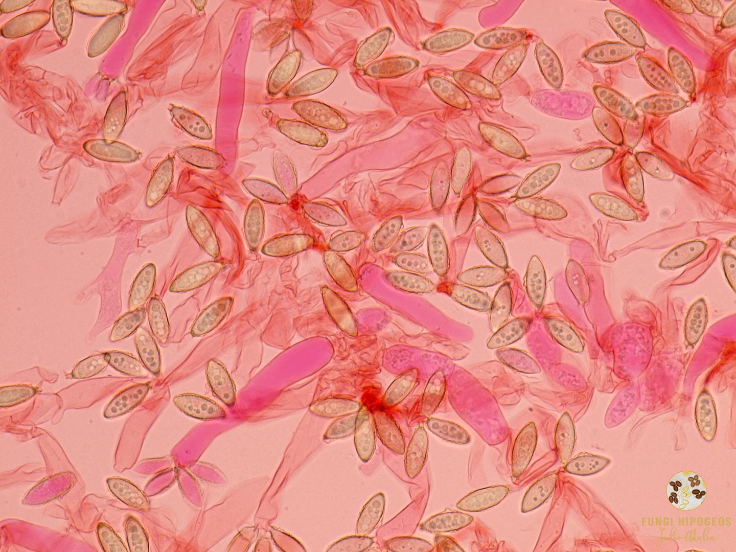 Imagen de portada 1414