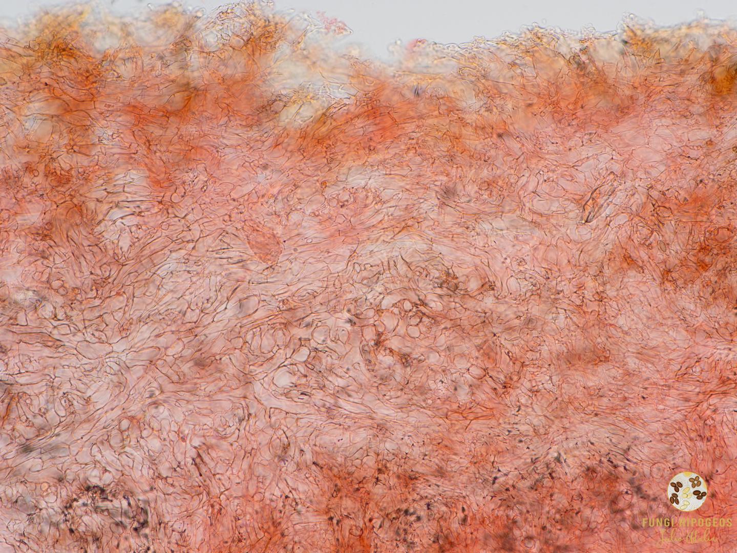 Imagen de portada 1406