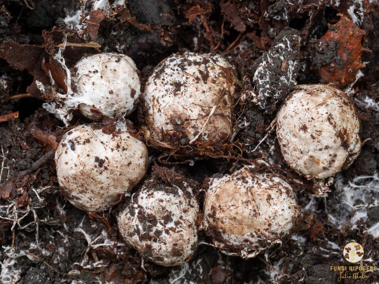 Imagen de portada 1384