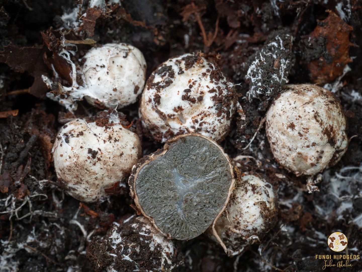 Imagen de portada 1385