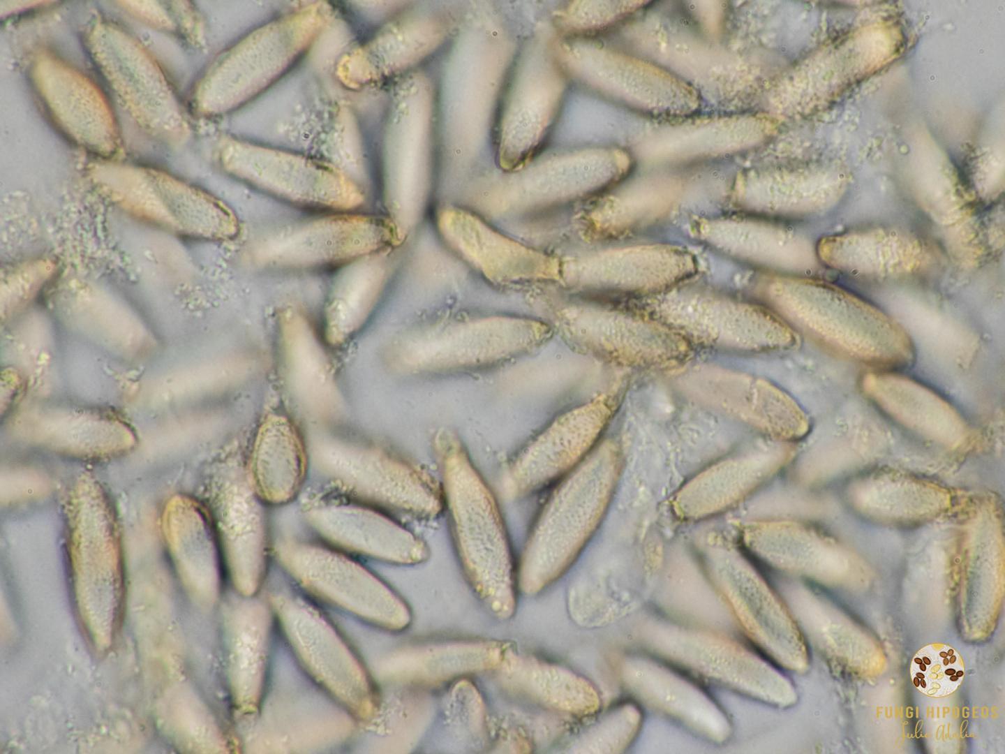 Imagen de portada 1386