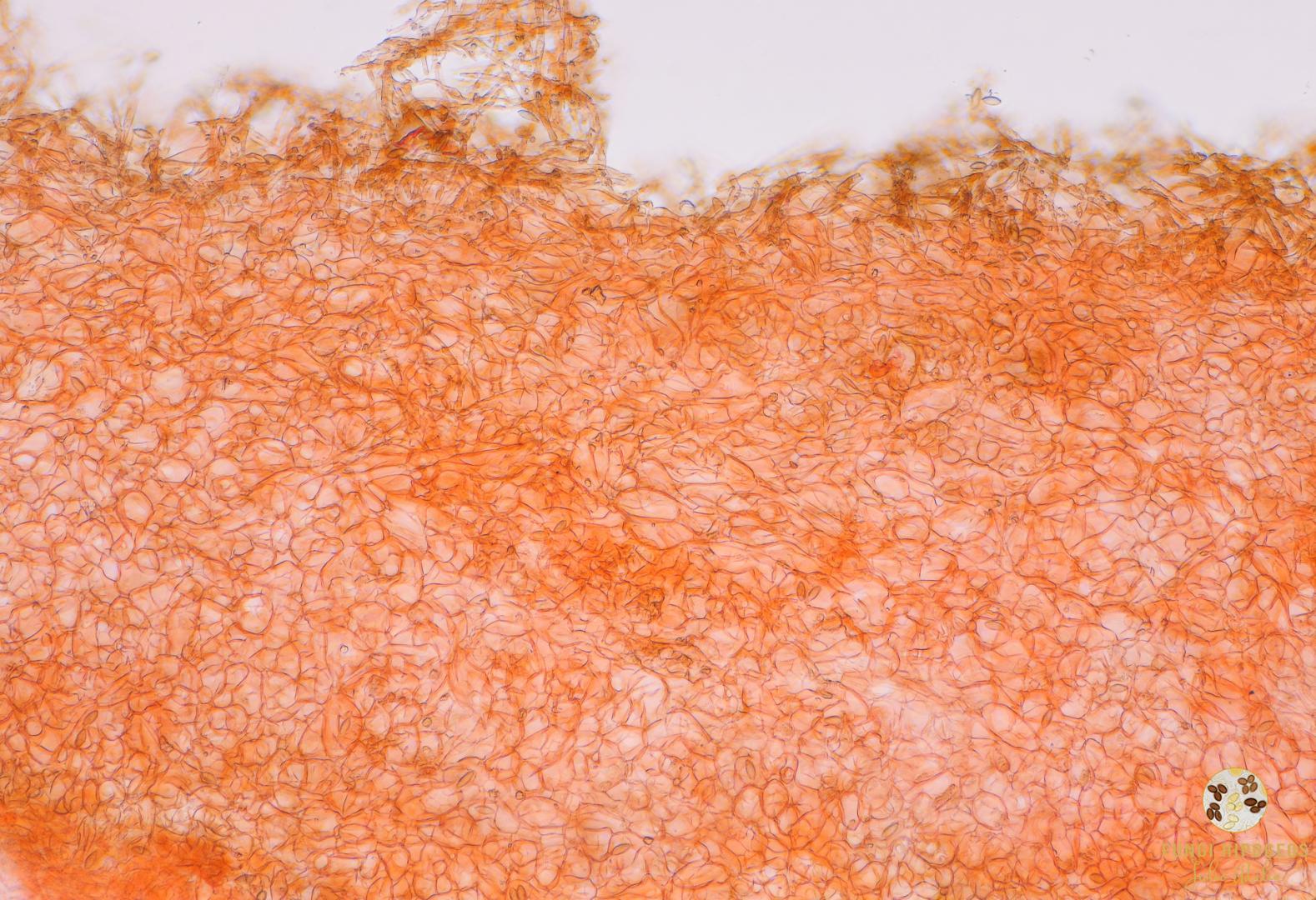 Imagen de portada 1390