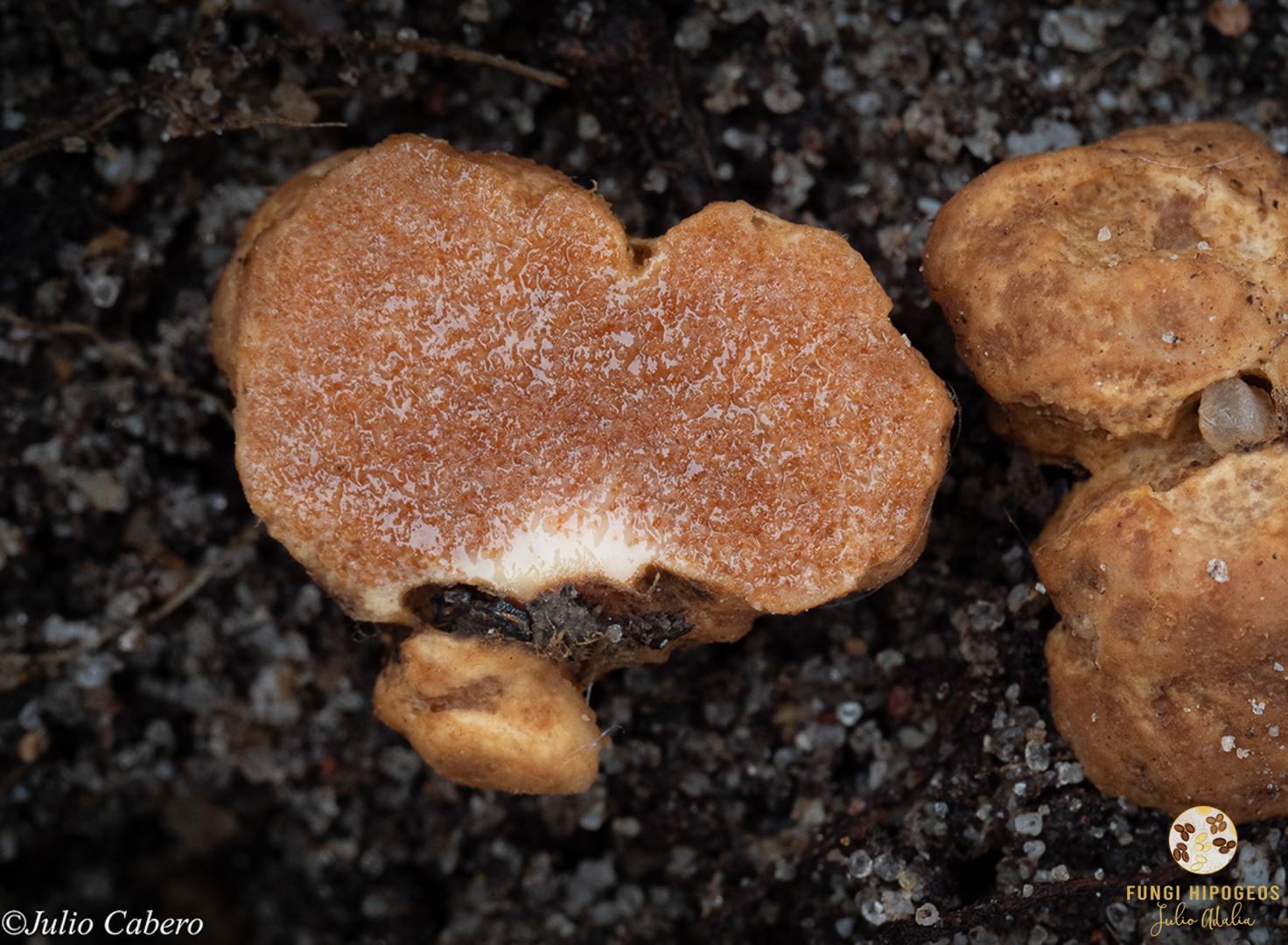 Imagen de portada 1441