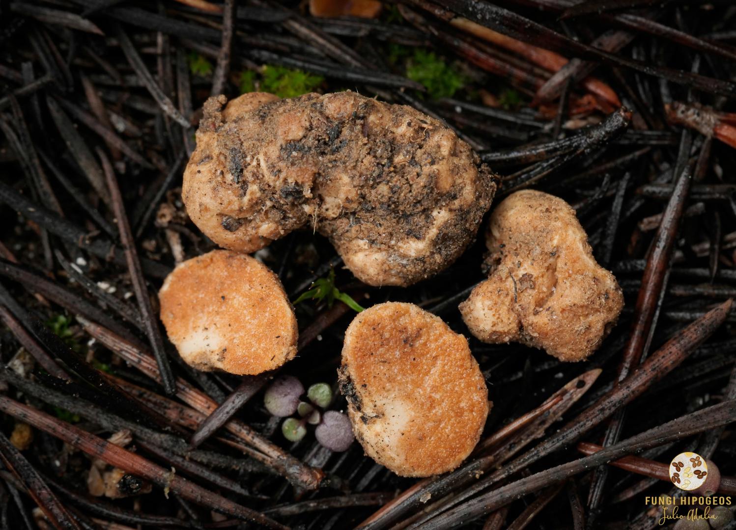 Imagen de portada 1442