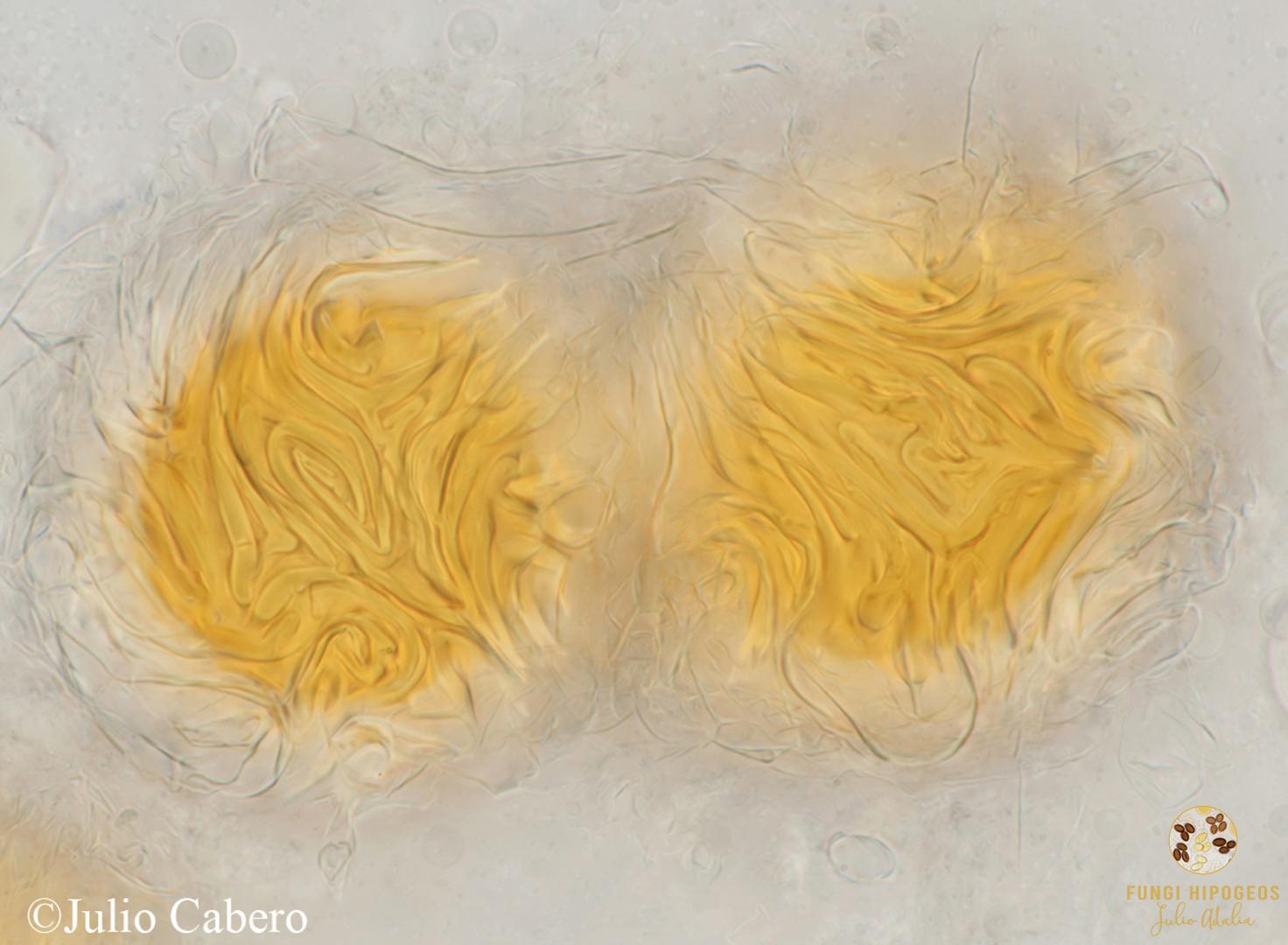 Imagen de portada 1443