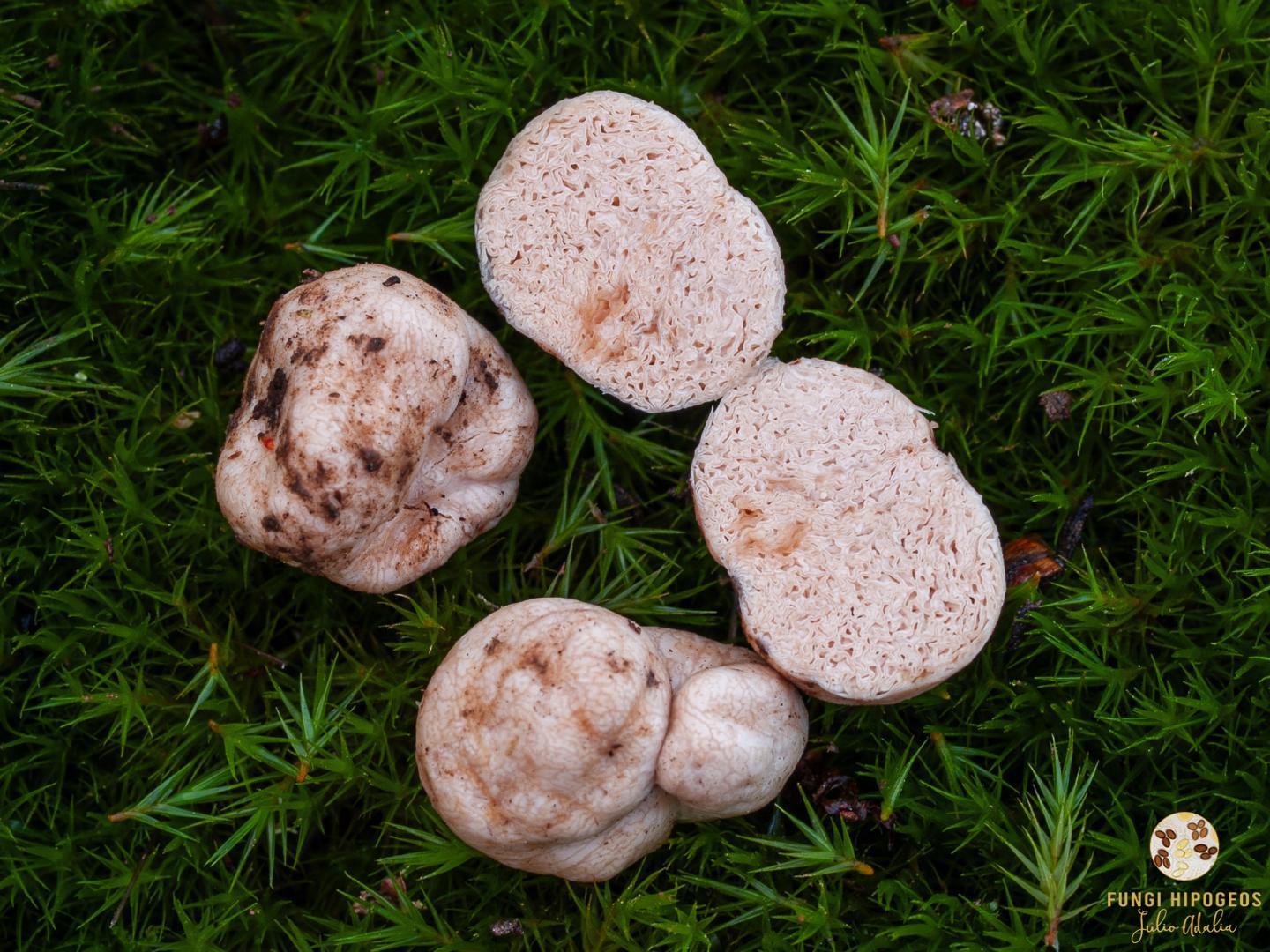 Imagen de portada 1120