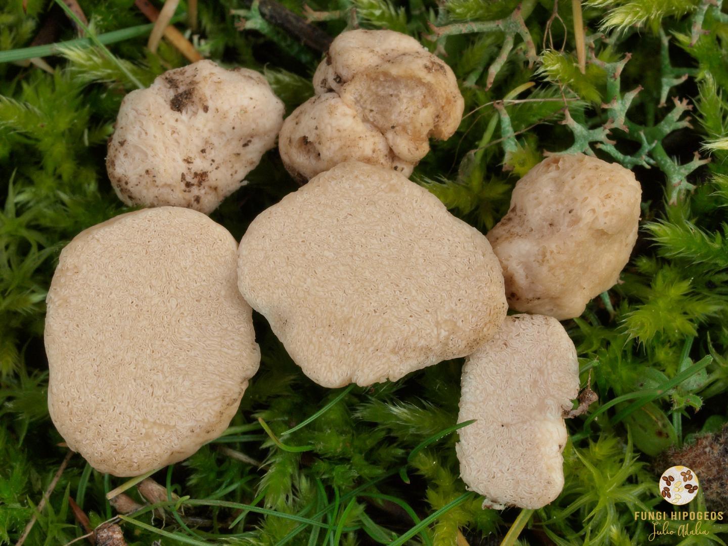 Imagen de portada 1121