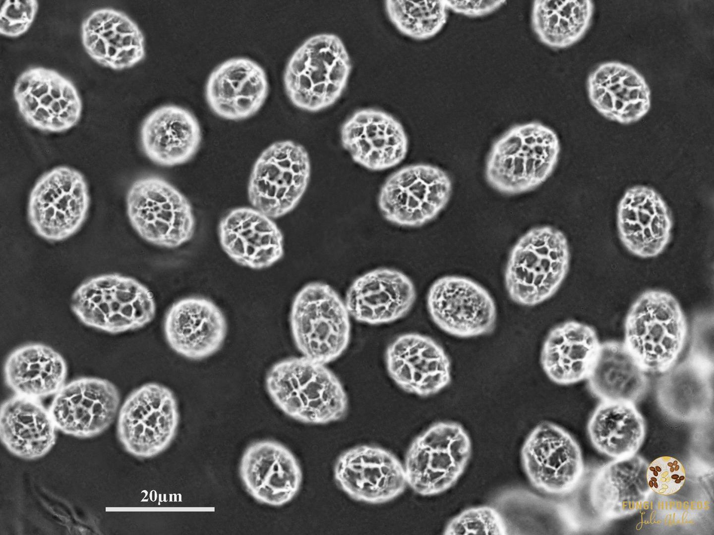 Imagen de portada 1125