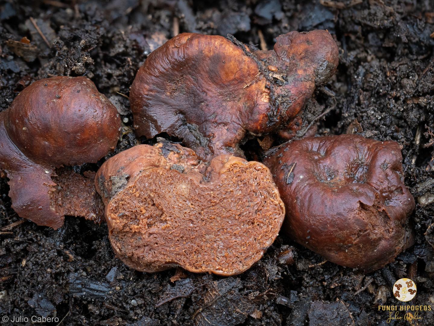 Imagen de portada 1419