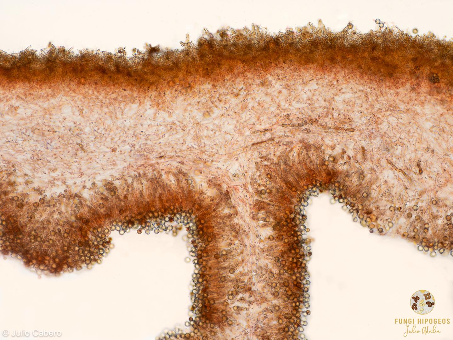 Imagen de portada 1420