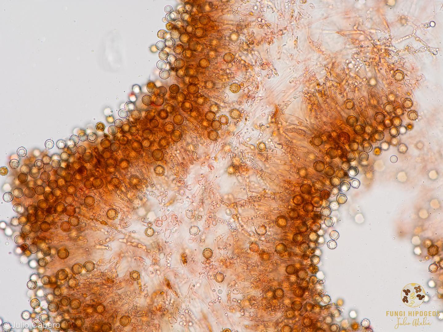 Imagen de portada 1421