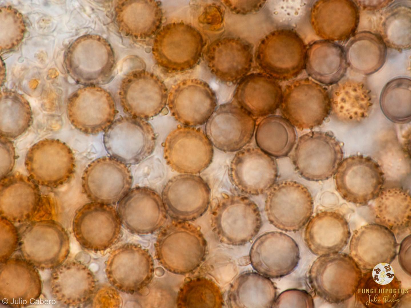 Imagen de portada 1423