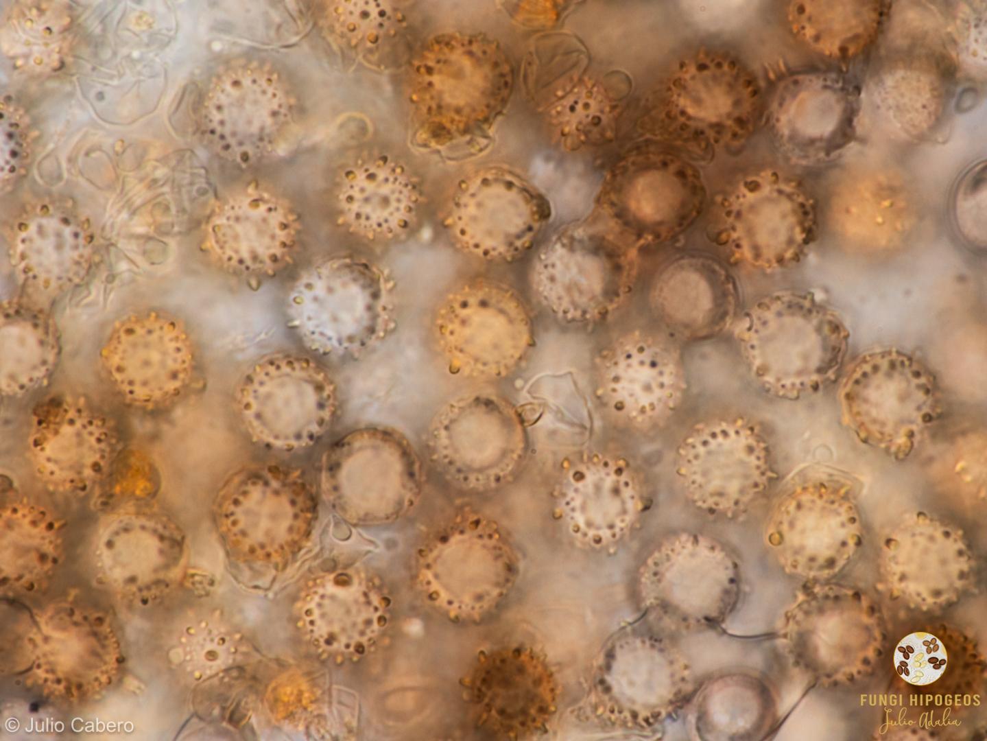 Imagen de portada 1424