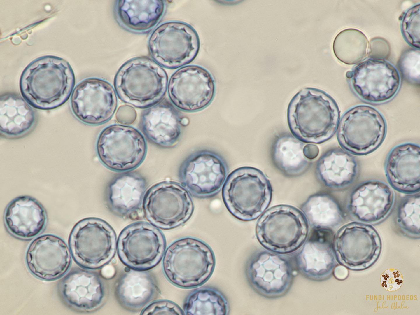 Imagen de portada 1116