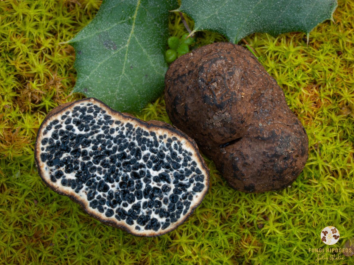 Imagen de portada 1304