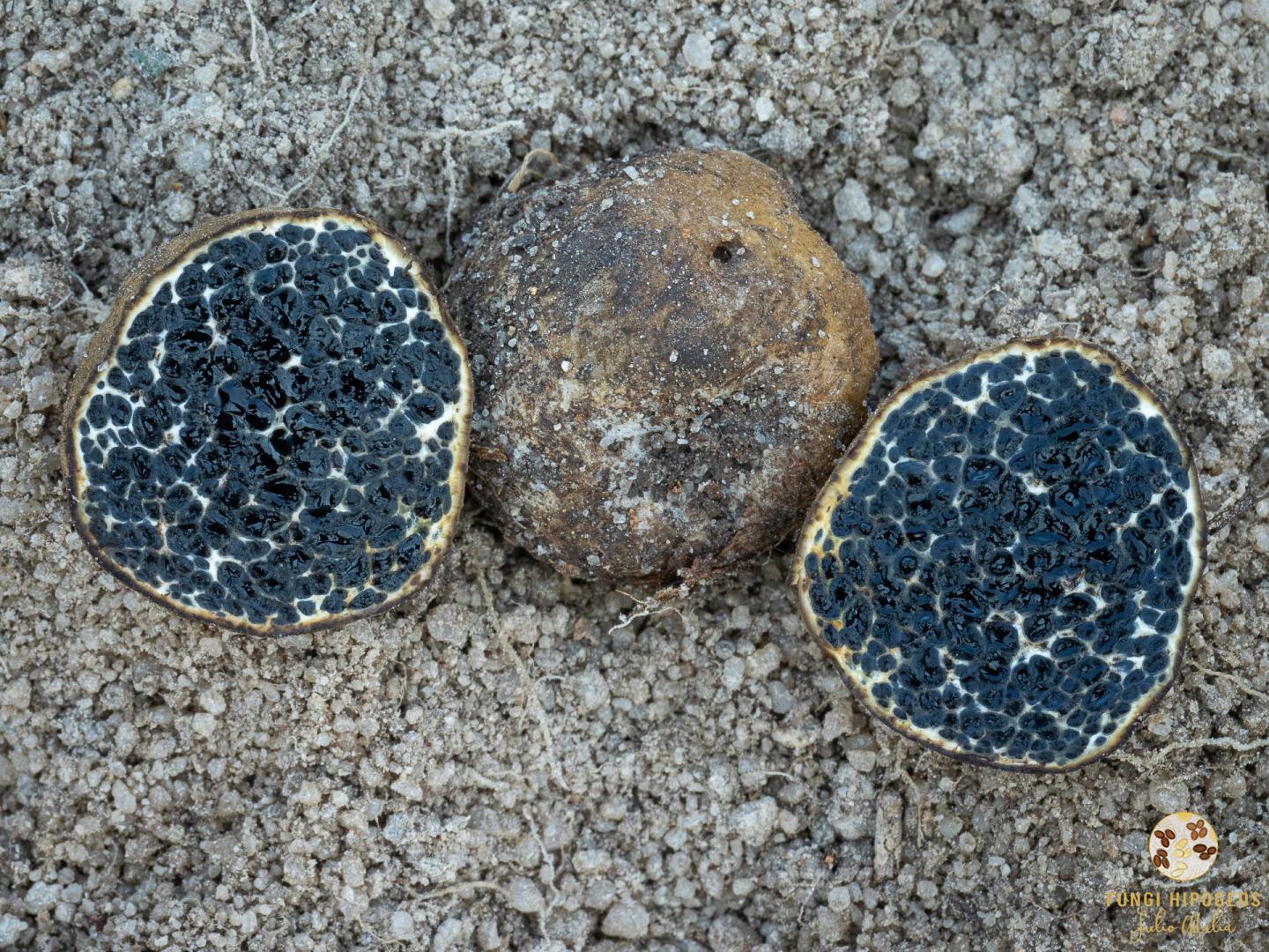 Imagen de portada 1305