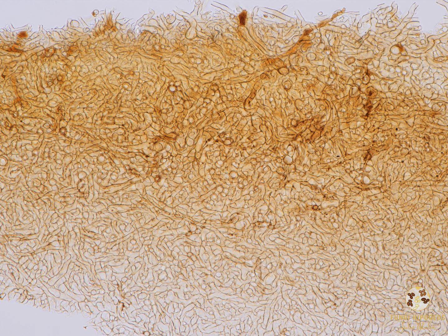 Imagen de portada 1306