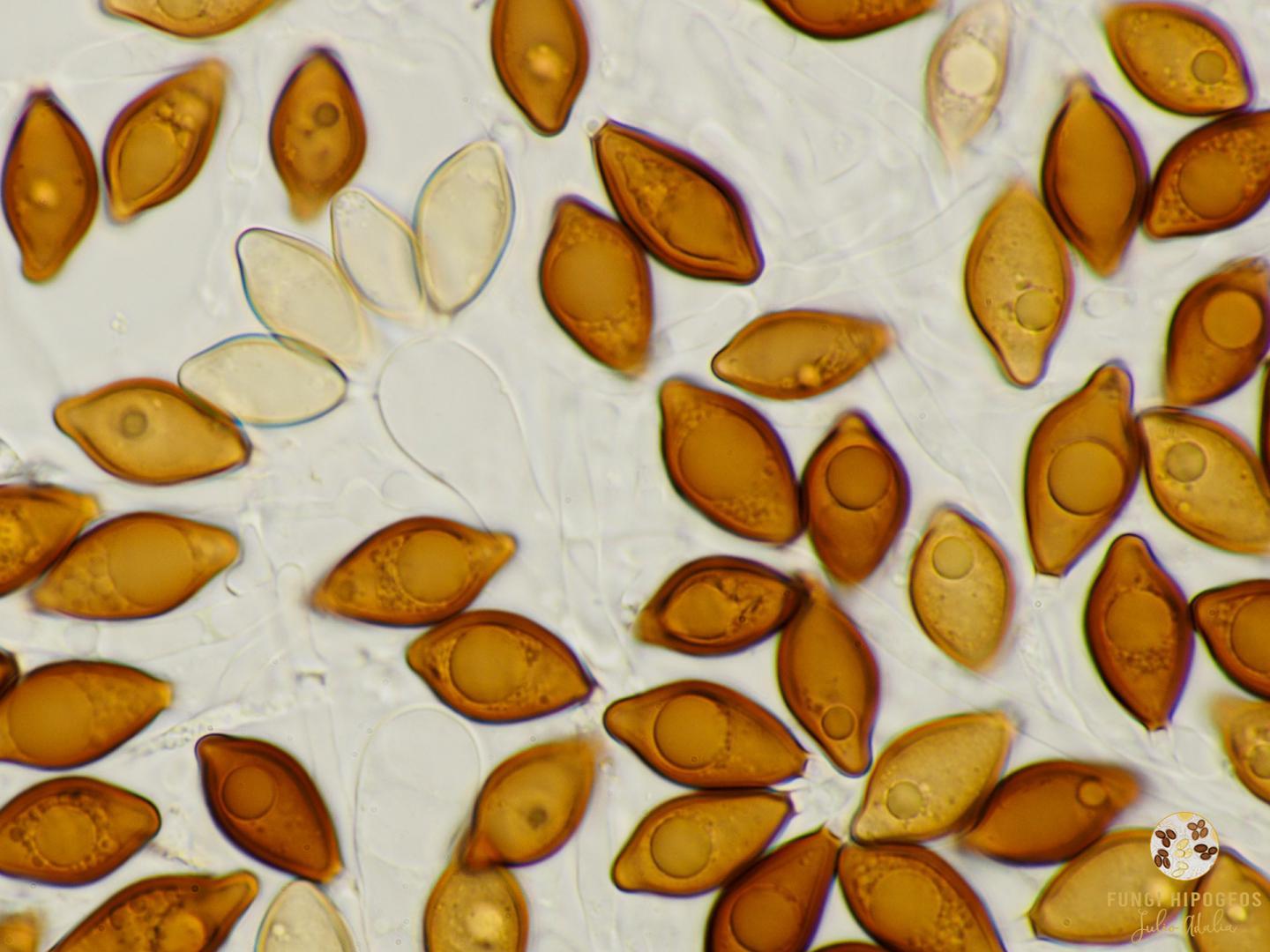 Imagen de portada 1308