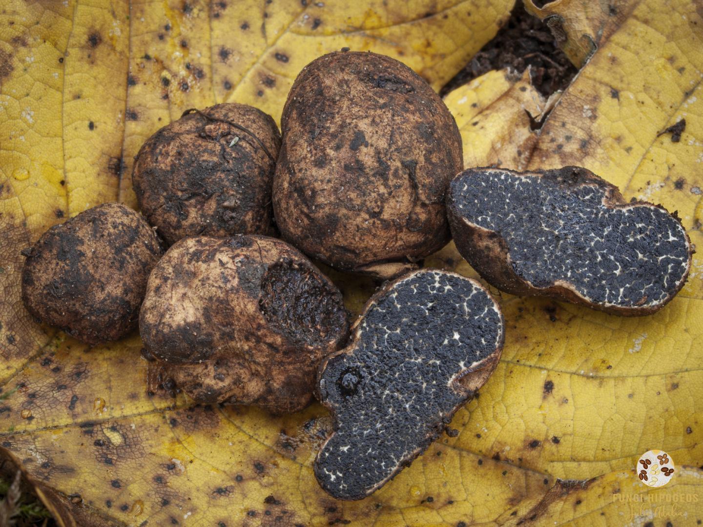 Imagen de portada 1313