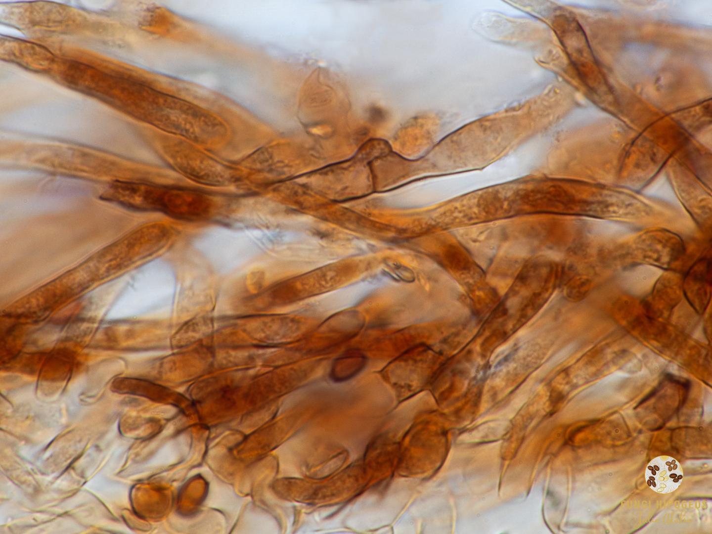 Imagen de portada 1316