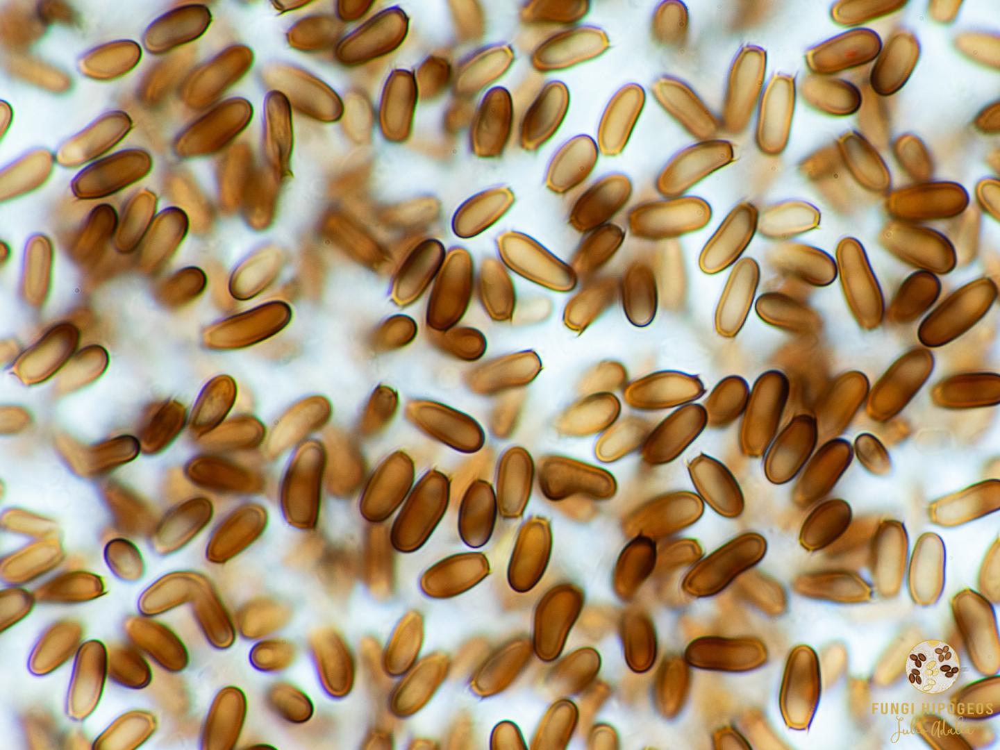 Imagen de portada 1317