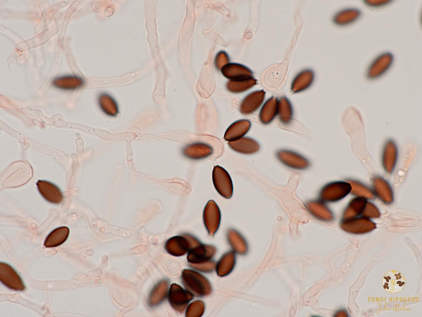 Imagen de portada 1351