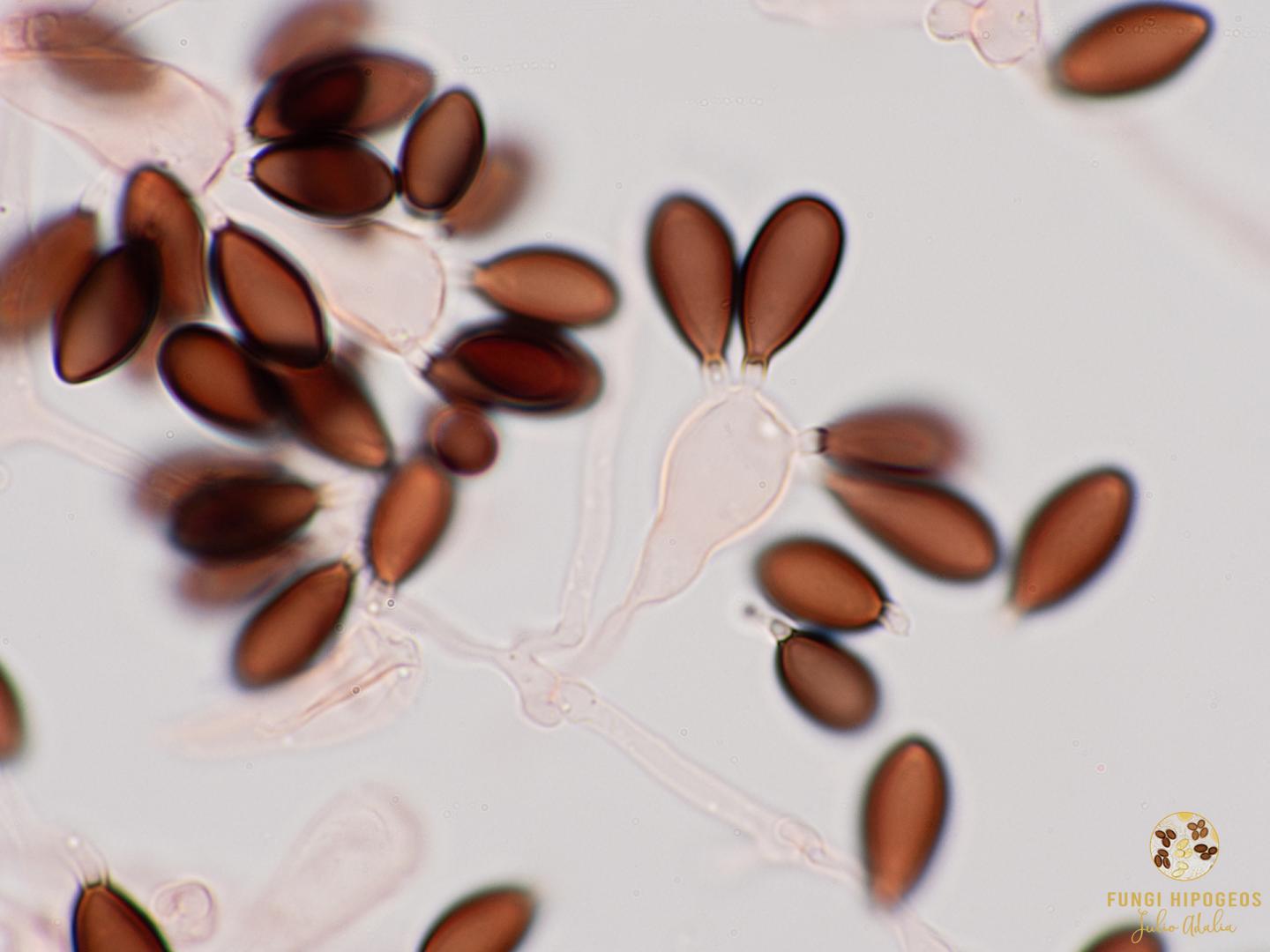 Imagen de portada 1352