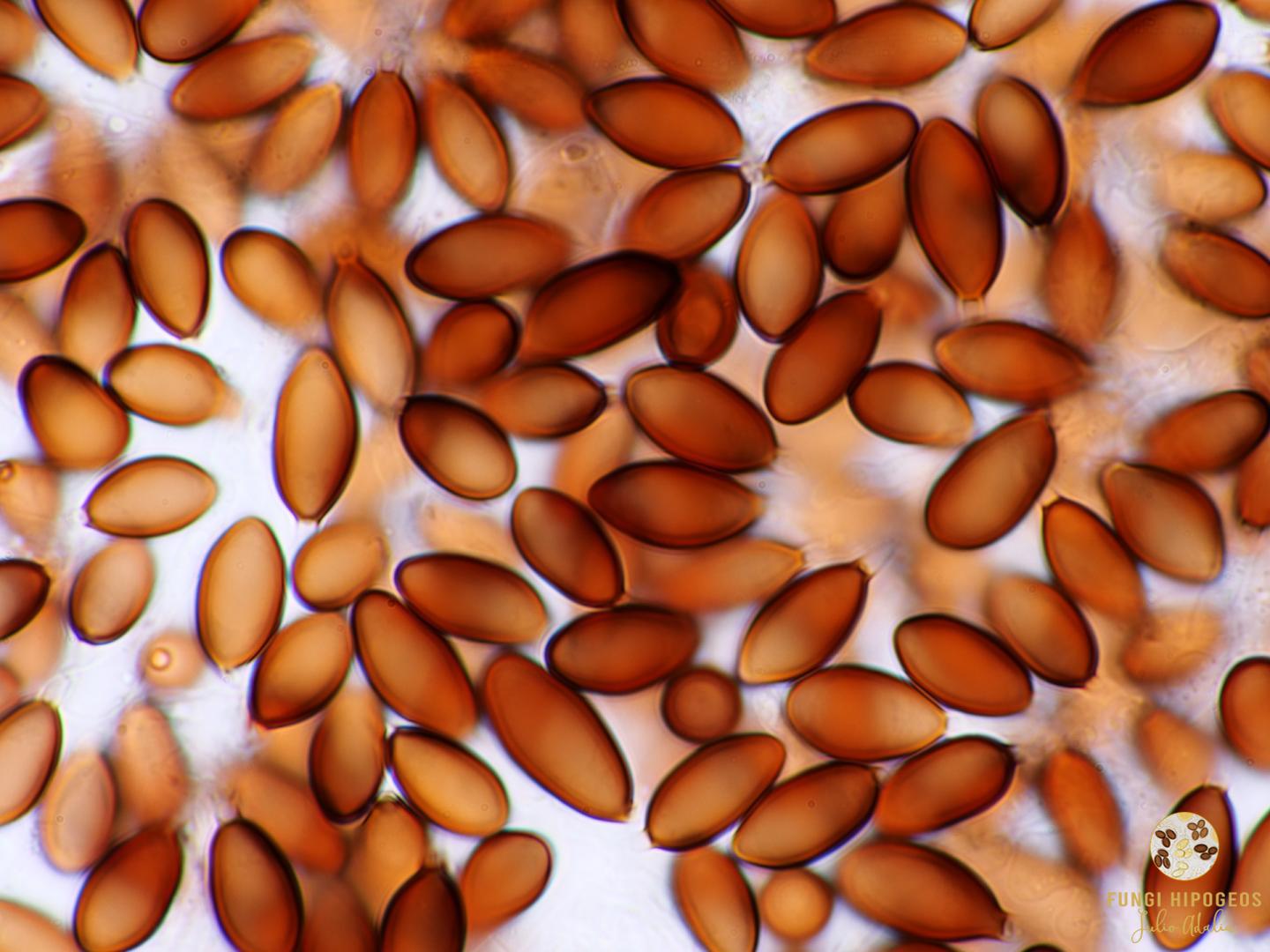 Imagen de portada 1353