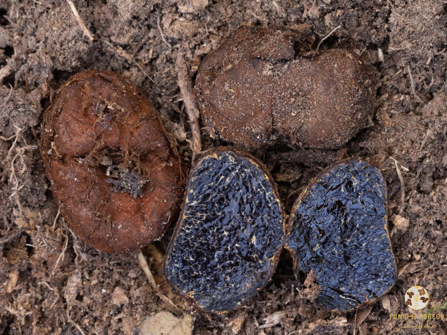 Imagen de portada 1297