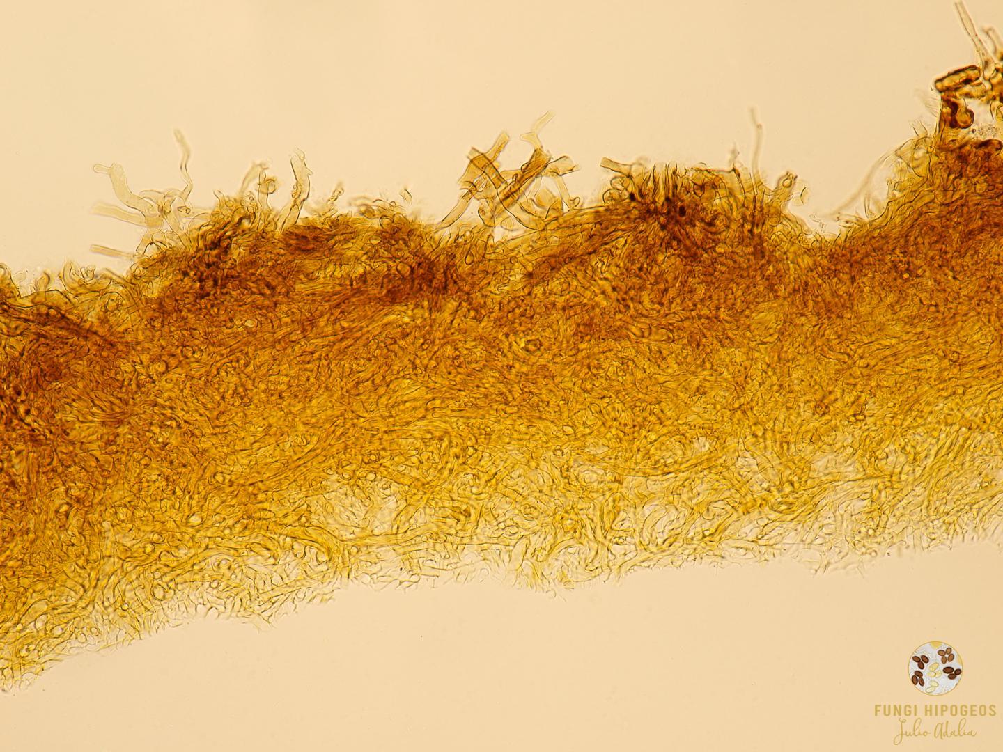 Imagen de portada 1299