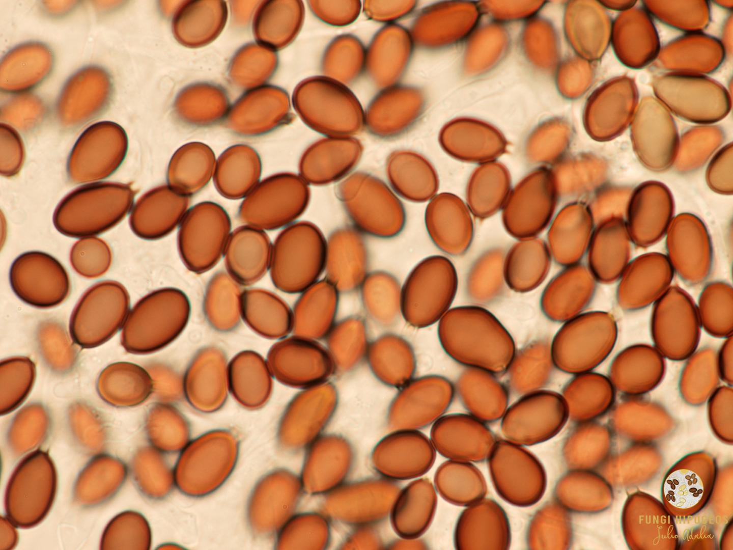 Imagen de portada 1301