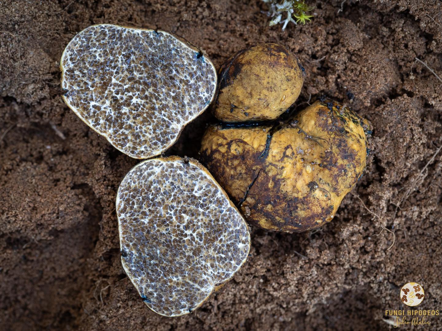 Imagen de portada 1320