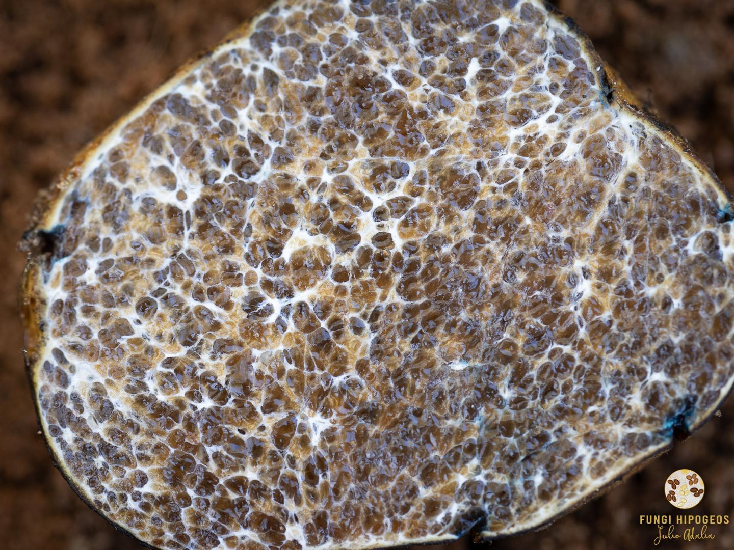 Imagen de portada 1321