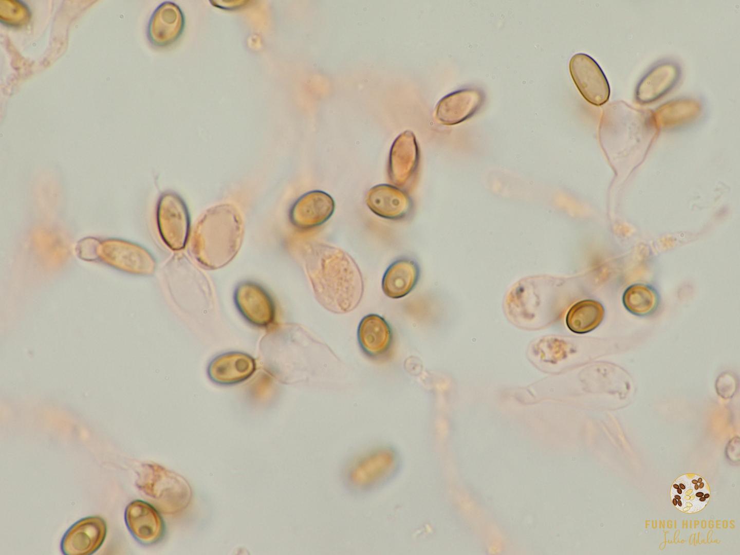 Imagen de portada 1322