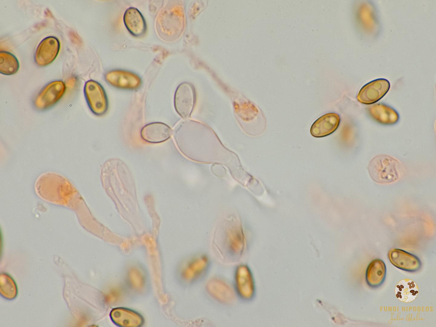 Imagen de portada 1323