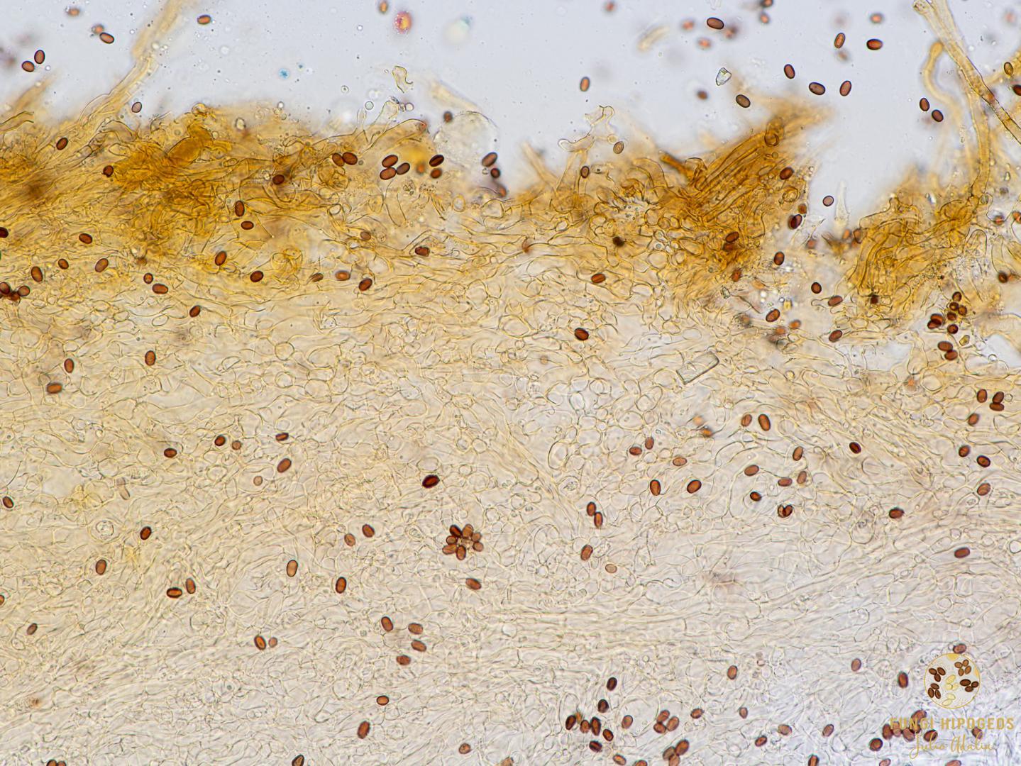 Imagen de portada 1346