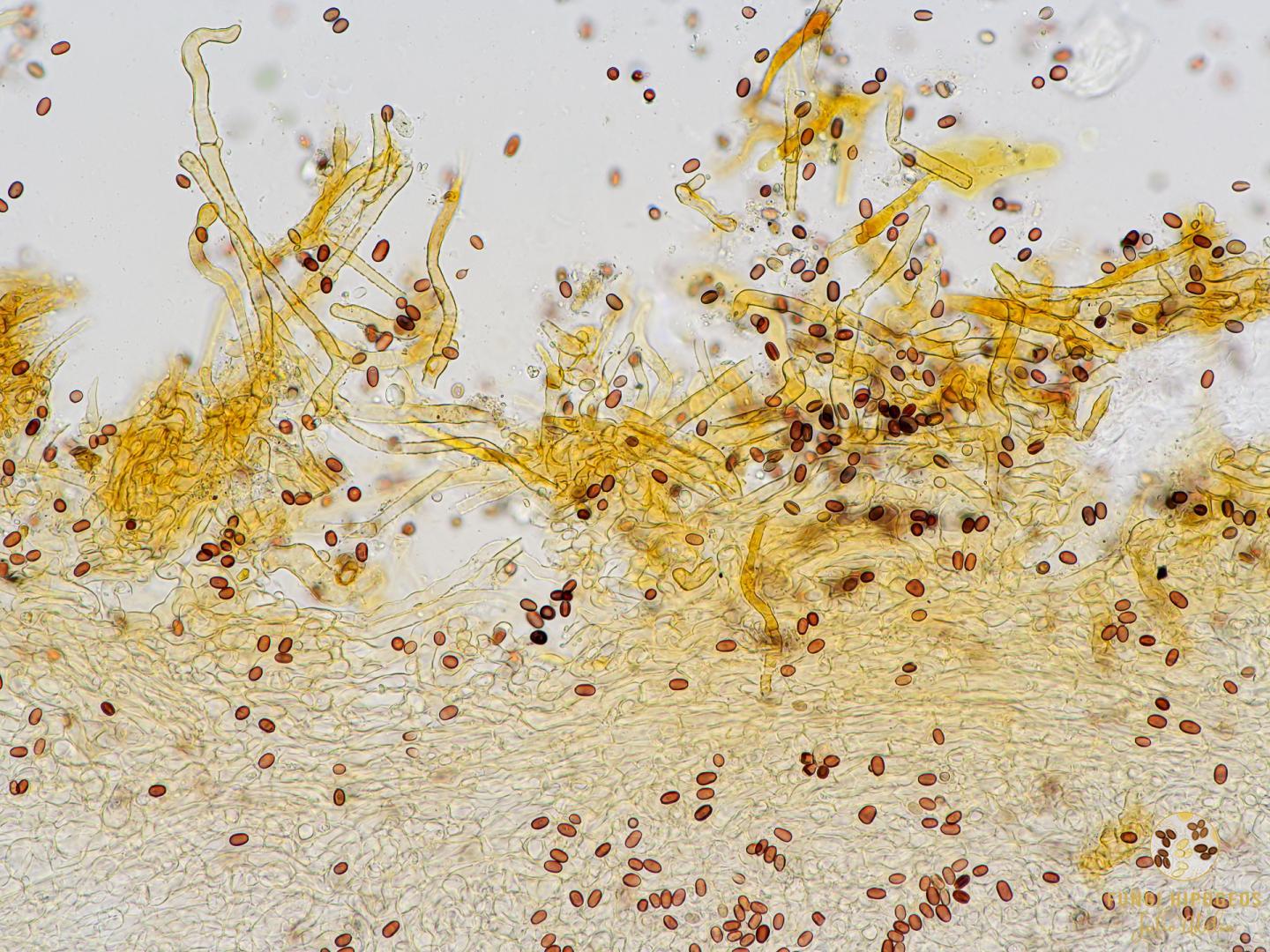 Imagen de portada 1347