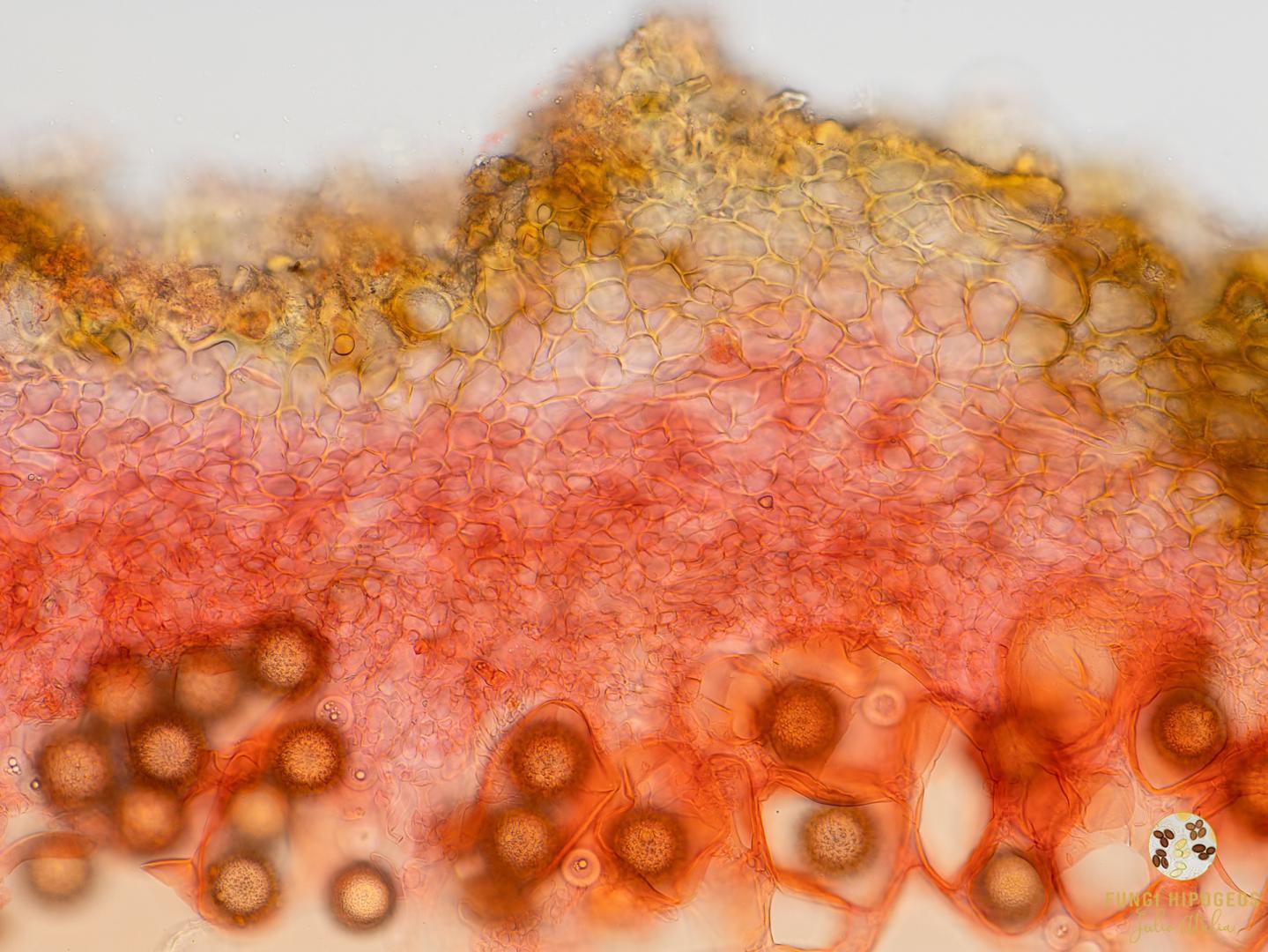 Imagen de portada 581