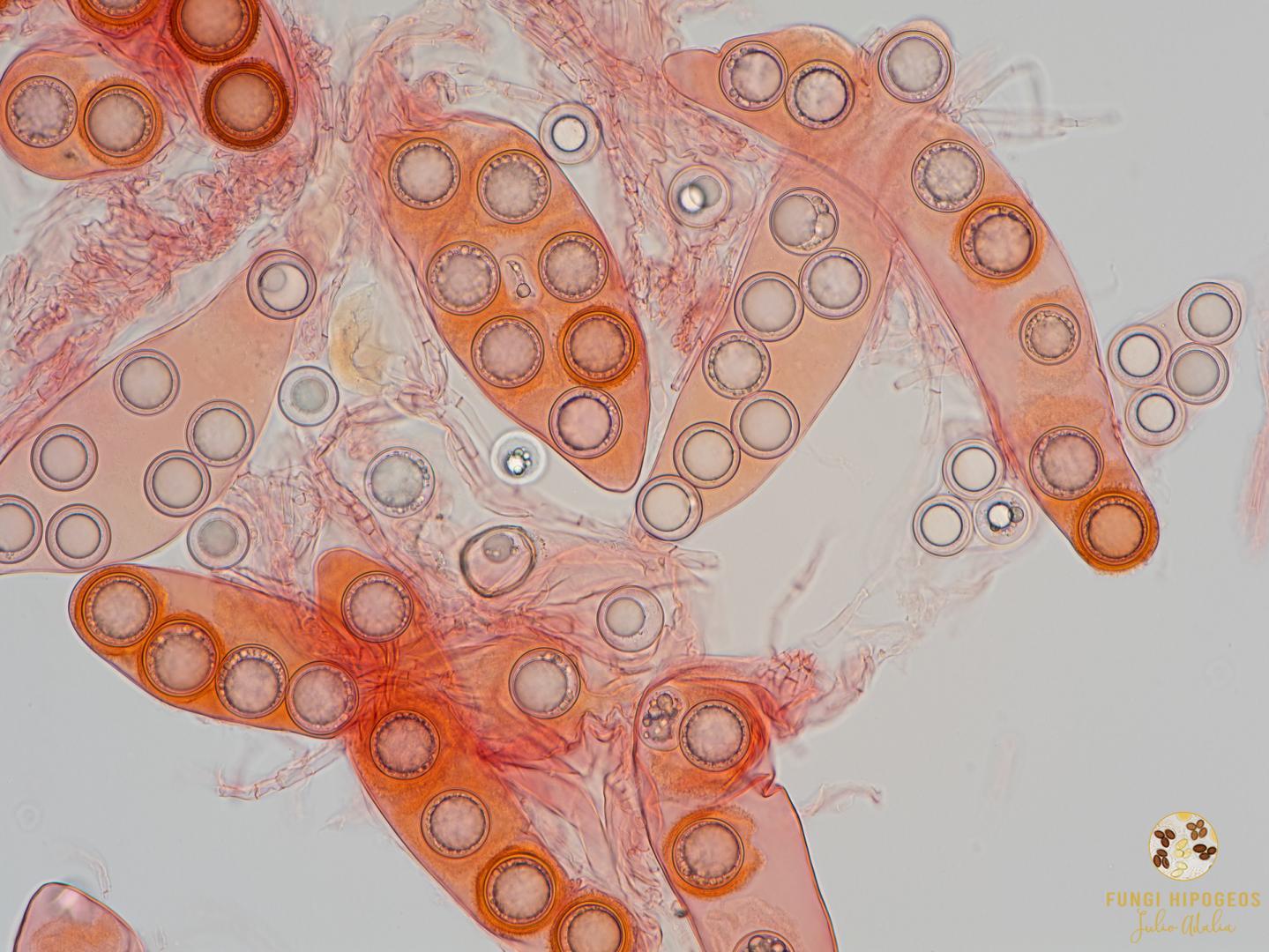 Imagen de portada 582