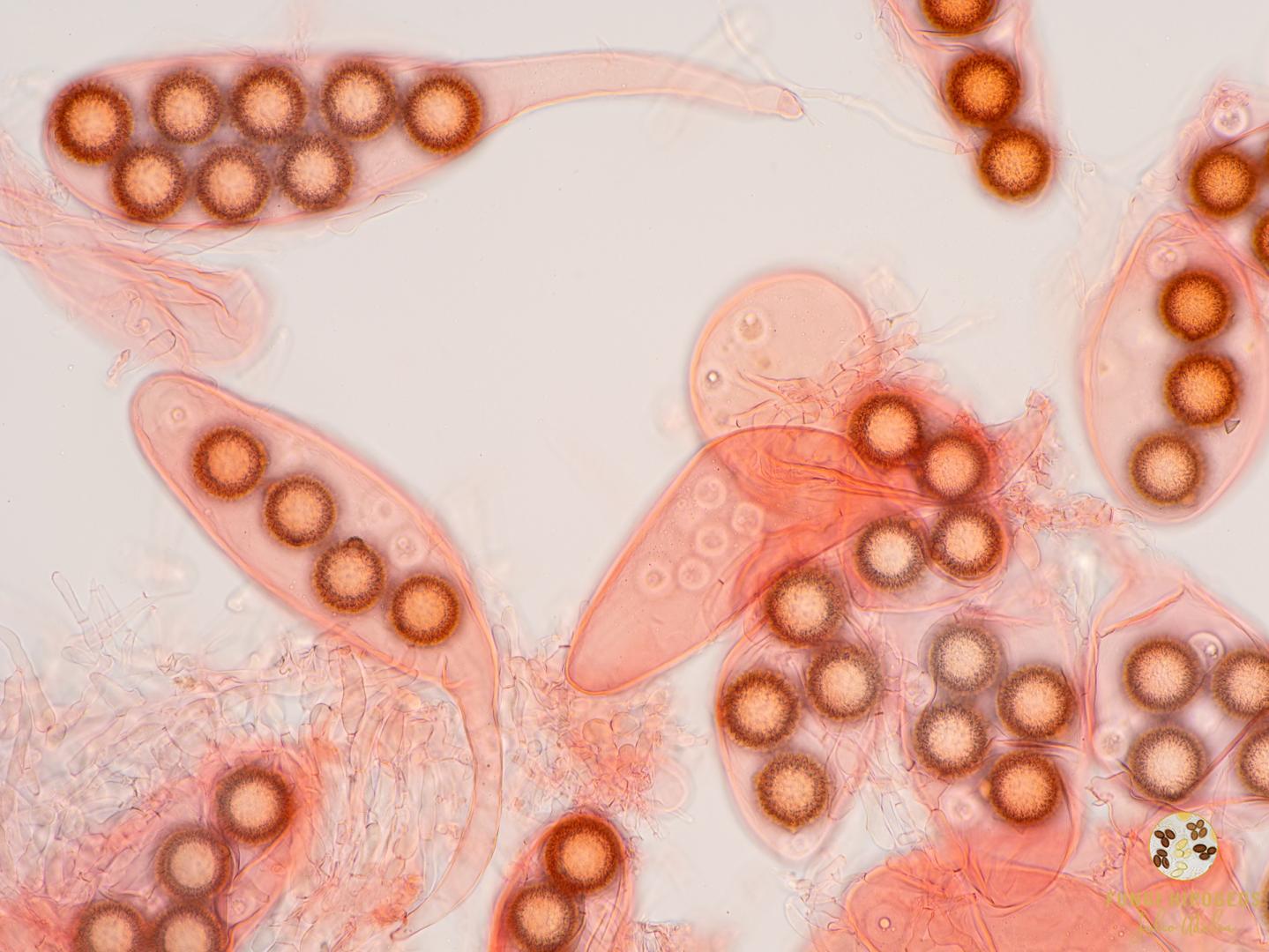 Imagen de portada 583