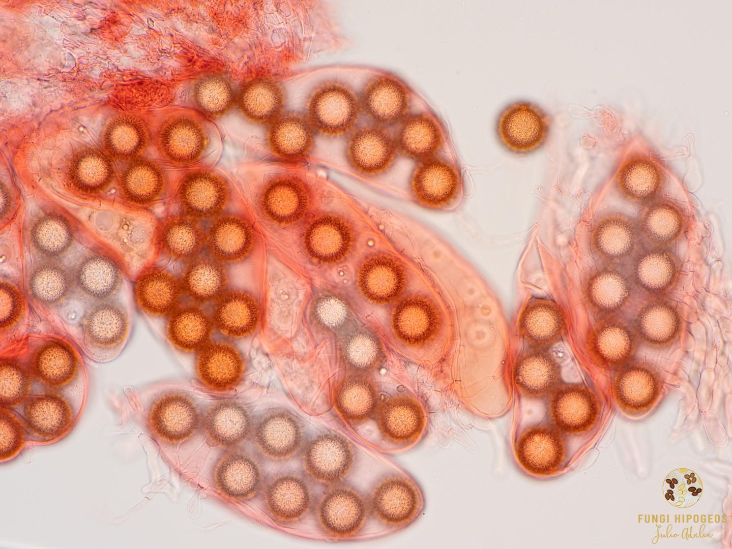 Imagen de portada 584