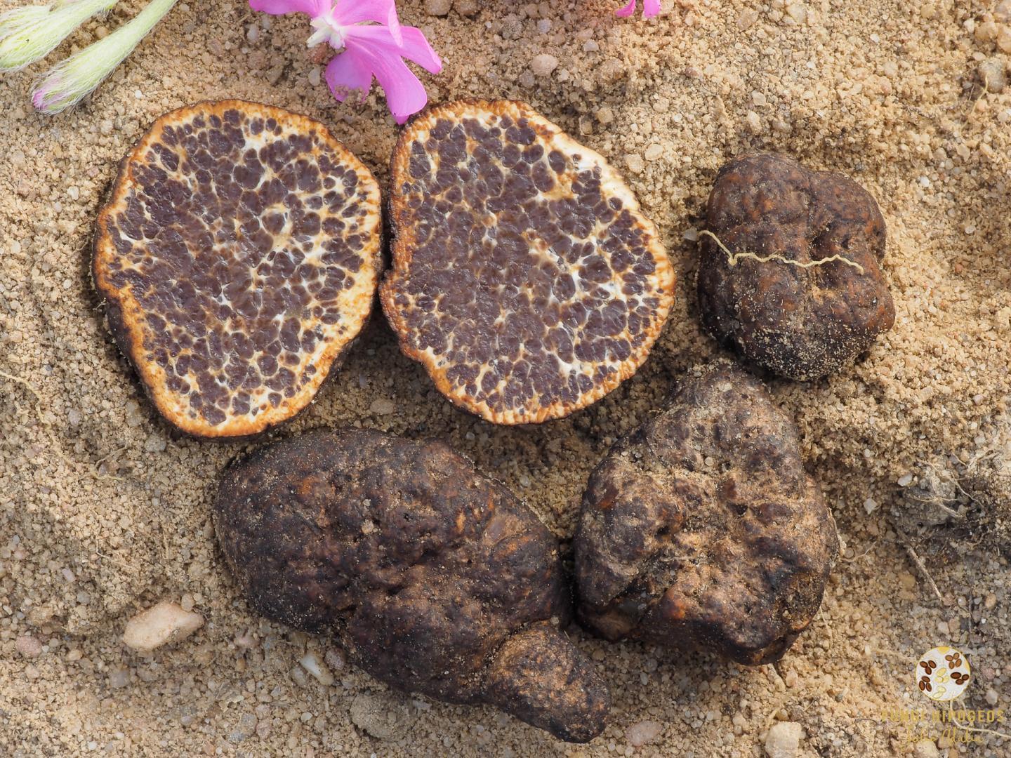 Imagen de portada 1336