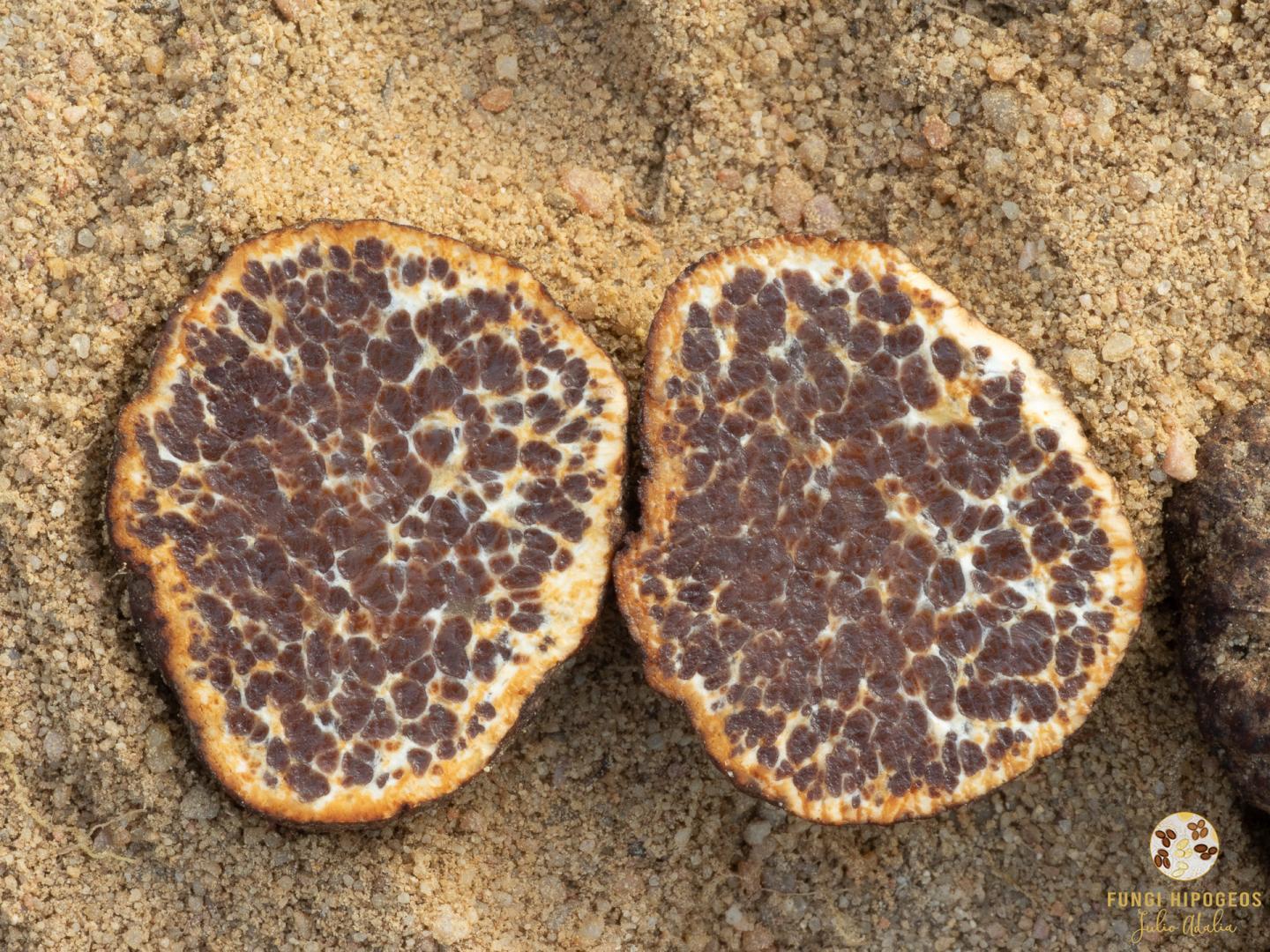 Imagen de portada 1337