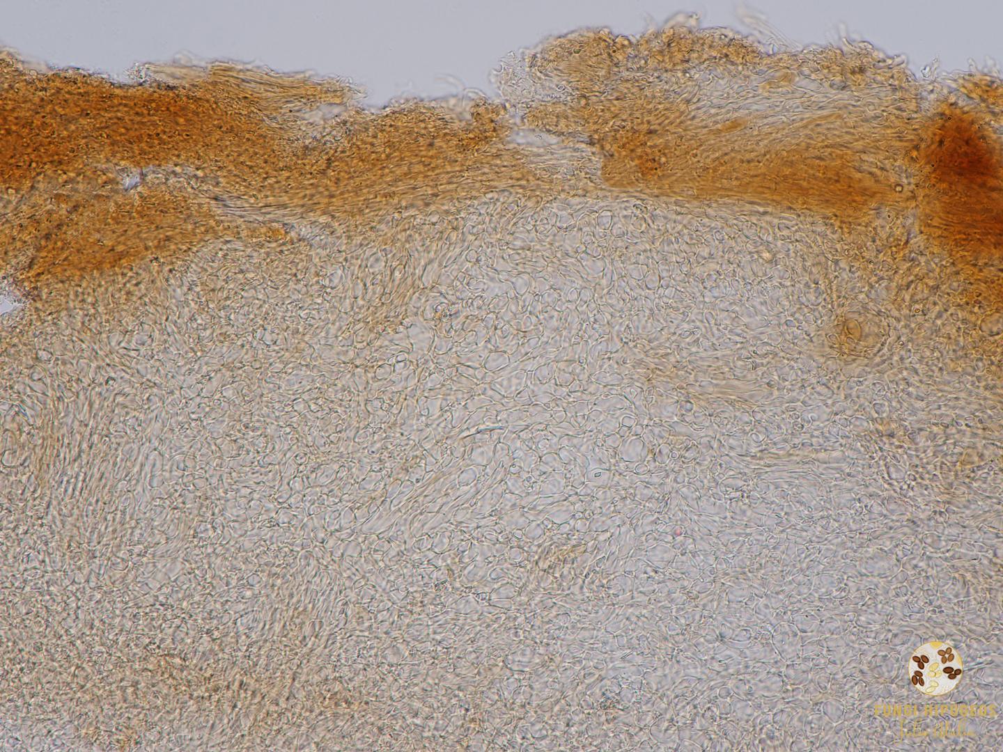 Imagen de portada 1338