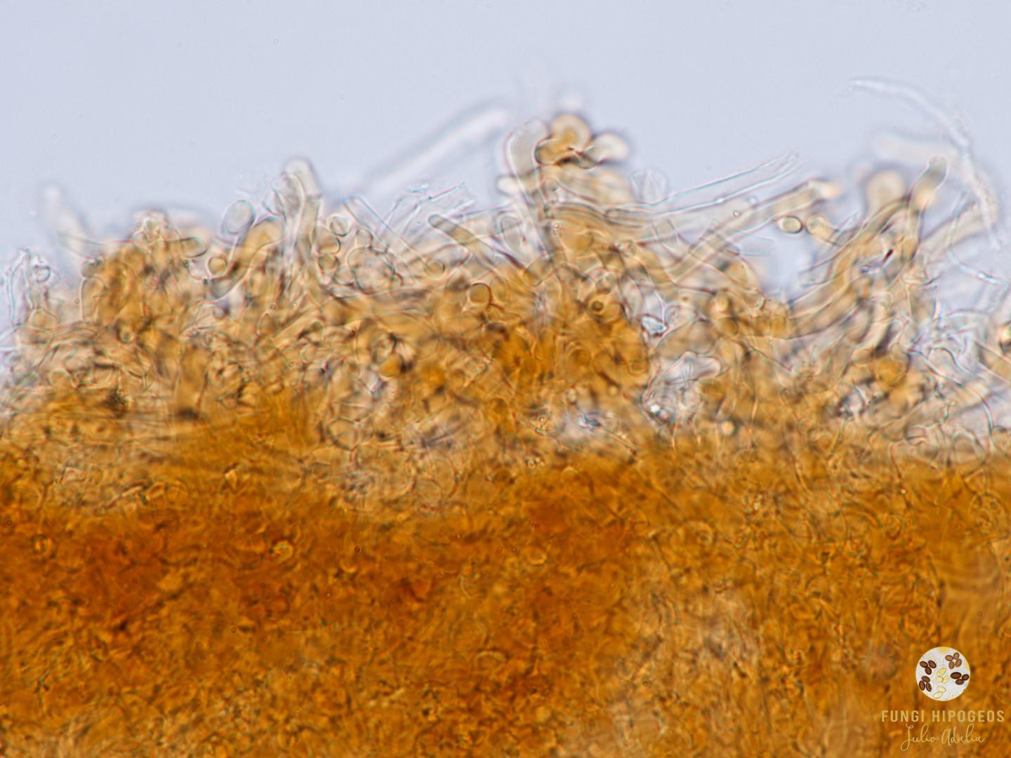 Imagen de portada 1339